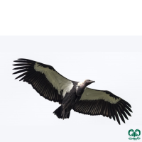 گونه دال پشت سفید White-rumped Vulture